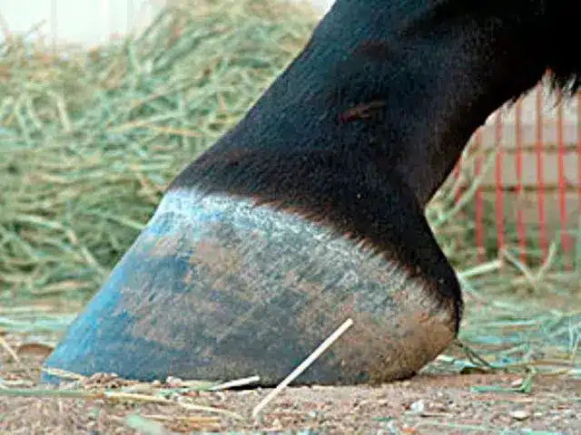 Hufpflege Huföl Hufoel 500ml4