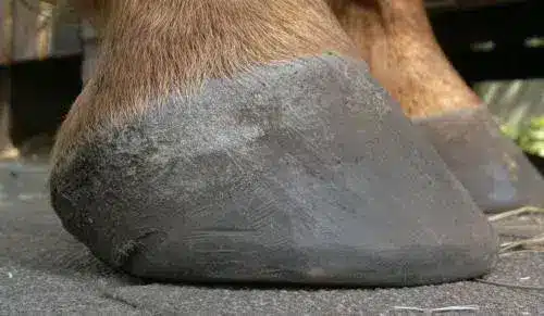 Hufpflege Huföl Hufoel 500ml3