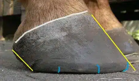 Hufpflege Huföl Hufoel 500ml2