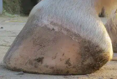 Hufpflege Huföl Hufoel 500ml1